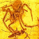 Illustration for article titled Holy Crap, Heres a 100-Million-Year-Old Spider Eating a Wasp